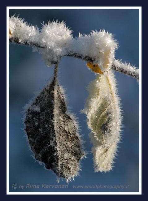 Frozen leaves